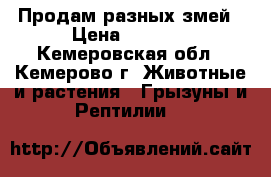 Продам разных змей › Цена ­ 5 500 - Кемеровская обл., Кемерово г. Животные и растения » Грызуны и Рептилии   